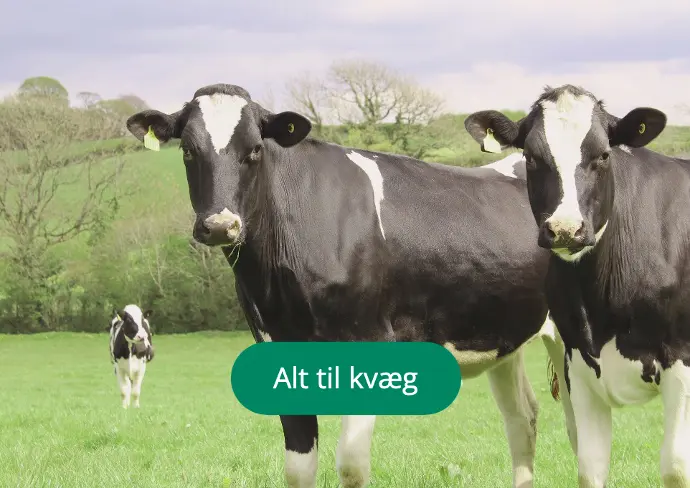 Billede af køer med link til kvægprodukter