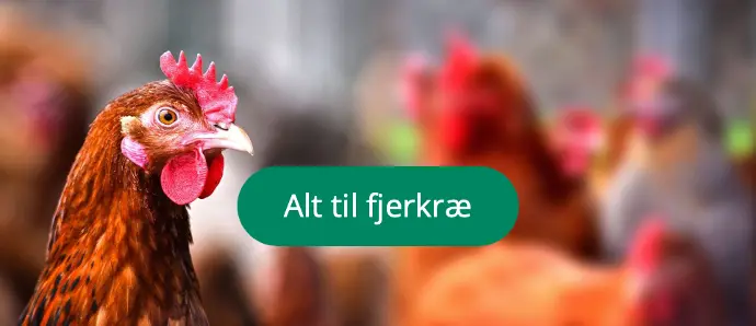 Billede af høns med link til fjerkræprodukter