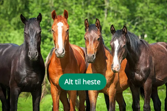 Billede af heste med link til hesteprodukter